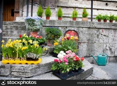 Flower Seedling. Flower Seedling On The Street. Old Italy Series.