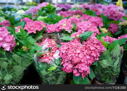 flower, shop, hydrangea, pots, floral, green, nature, pink, market, beautiful, florist, summer, background, store, eustoma, fresh, decoration, business, white, plant, plastic, container, online, love, gift, blossom, bouquet, gardening, flowers, natural, garden, organic, flora, bloom, botany. Pink hydrangea in pots in a shop, flower shop, gardening