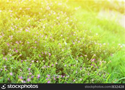 flower small vintage lovely grass at relax morning time sunlight for background footage