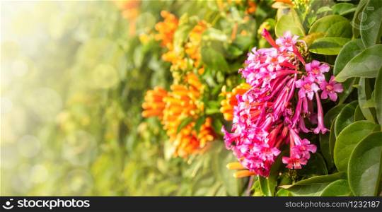 flower spring background with copy space