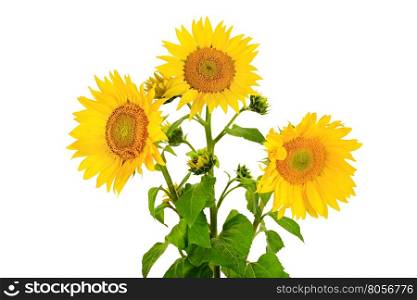 flower sunflower isolated on white background