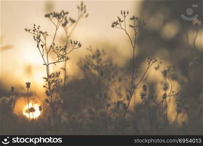 flower sunset, image filtered vintage
