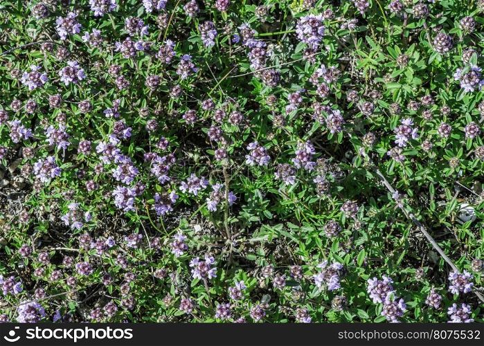 Flower thyme in the nature. Close up