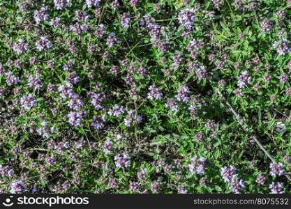 Flower thyme in the nature. Close up