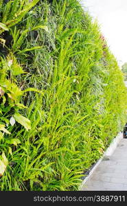 Flower wall at Ba Na Hills, Da Nang, Vietnam