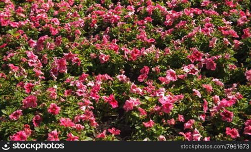 Flower wall background for wedding scene