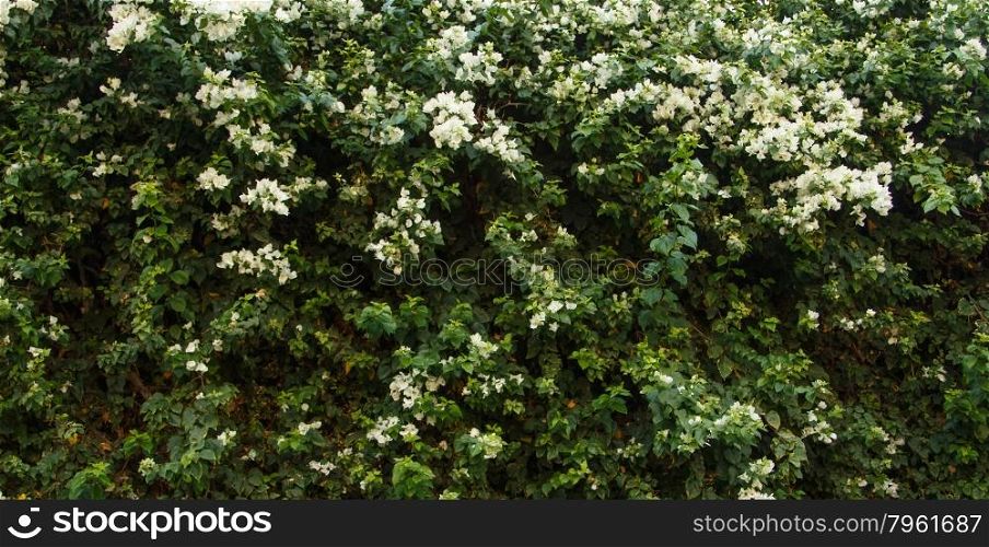 Flower wall background for wedding scene