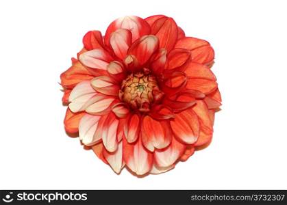 Flower white and red dahlia isolated on white