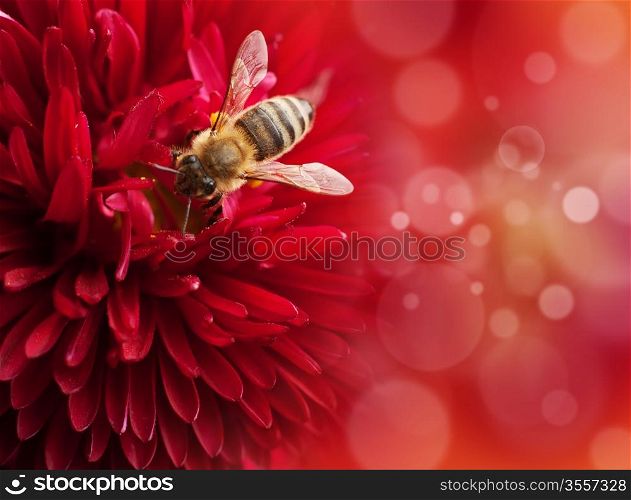 Flower with bee , defocused lights on background