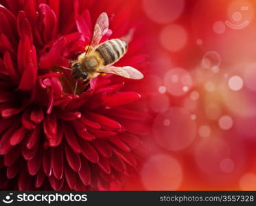 Flower with bee , defocused lights on background