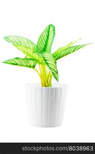 flower with green leaves in a white pot isolated