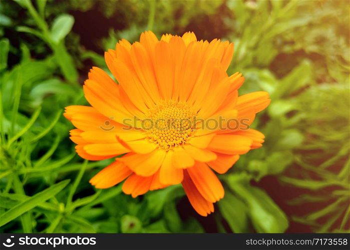 Flower with leaves Calendula, garden or English marigold on blurred green background. Close up of Medicinal Calendula herb. Flower with leaves Calendula, garden or English marigold on blurred green background. Close up of Medicinal Calendula herb.