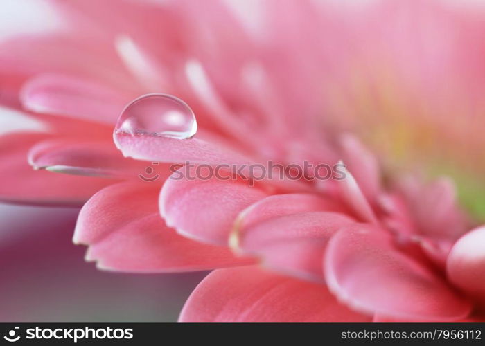 Flower with water drop. Soft focus. Made with macro-lens.