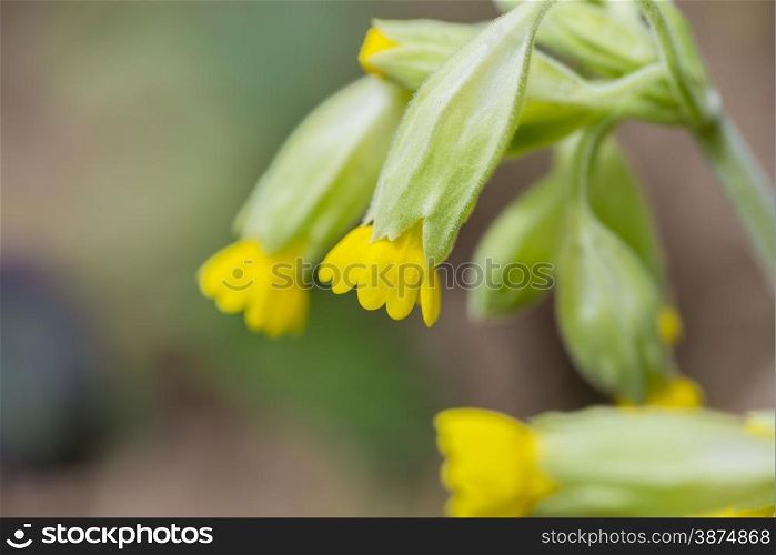 flower yellow color with small petals