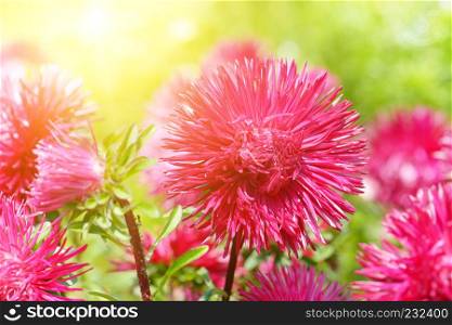 Flowerbed of multi-colored asters and sun. Focus on a red flower. Shallow depth of field.