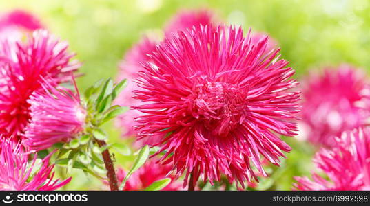 Flowerbed of multi-colored asters and sun. Focus on a red flower. Shallow depth of field. Wide photo.