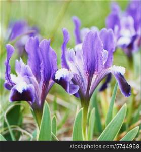 Flowerbed of purple irises in a green garden