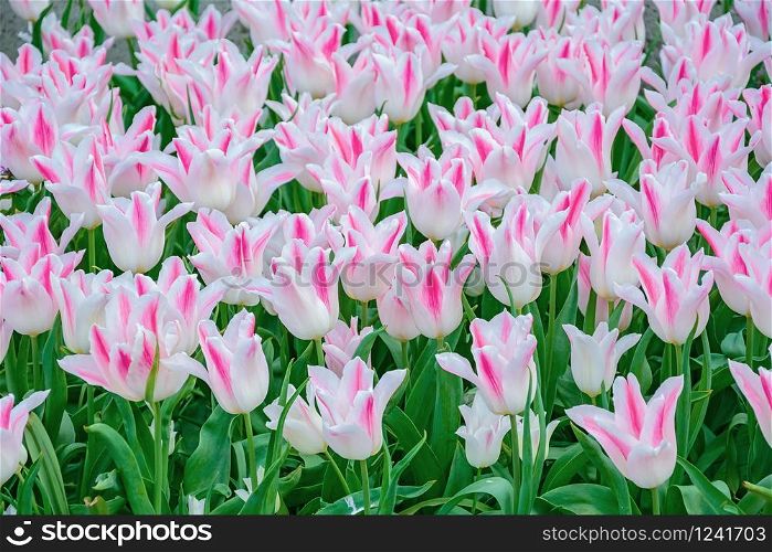 Flowerbed of tulips in the garden. Springtime in Netherlands. Flowerbed of tulips in the garden