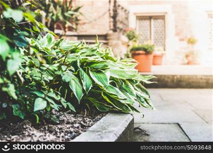 Flowerbed with hosta plant on patio background, outdoor