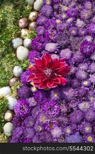 Flowerbed with violet asters and gold stones