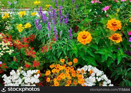 Flowerbeds ,beautiful background of bright garden flowers.