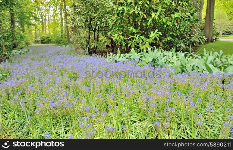 flowerbeds in the Keukenhof park, The Netherlands