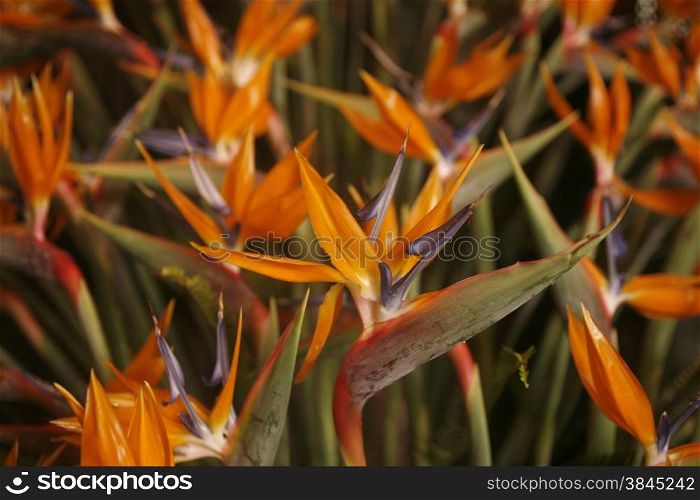 Flowerd in a Garden a in the centre of the Town La Orotava on the Island of Tenerife on the Islands of Canary Islands of Spain in the Atlantic. . SPAIN CANARY ISLAND TENERIFE