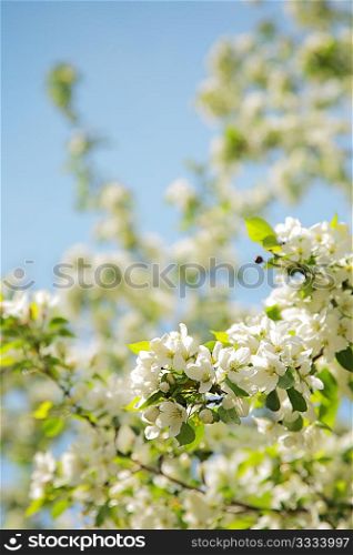 flowered apple tree