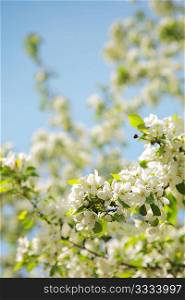 flowered apple tree