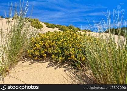 flowered bush in Piscinas dune, southwest Sardinia, Italy