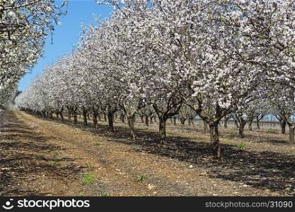 Flowering Almond Garden at the Foot of the Mount Tabor in Israel