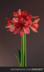 Flowering Amaryllis red-pink. Isolated at background.