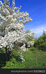 flowering aple tree