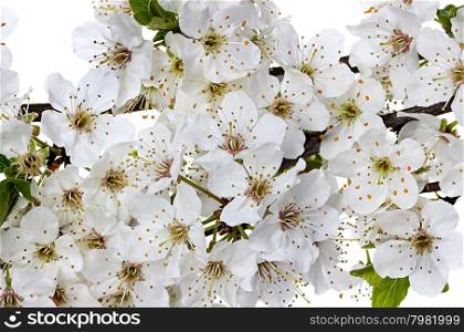 Flowering apple blossom branches