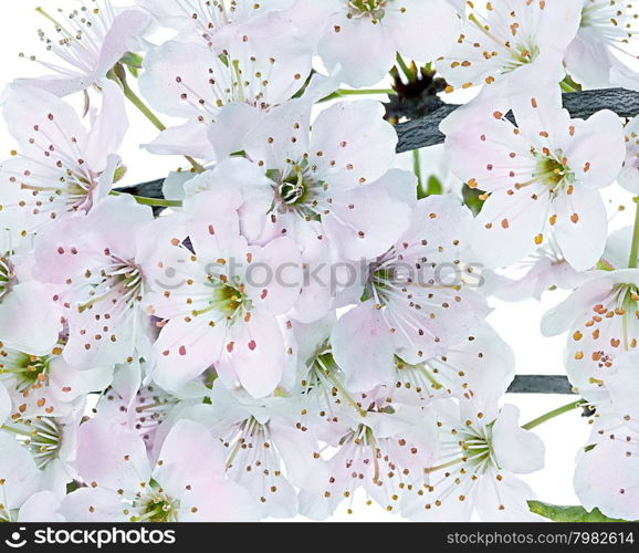 Flowering apple blossom branches