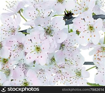 Flowering apple blossom branches
