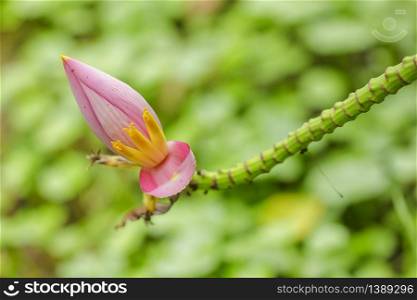 Flowering Banana in nature