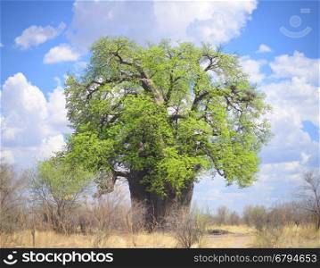 flowering baobab