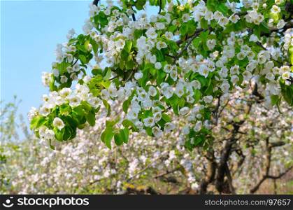 Flowering branch of pear blooming spring garden. Flowers pears close-up. Blurred background.