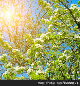 Flowering branch of pear. blooming spring garden. Selective focus.