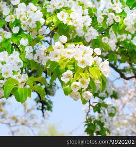 Flowering branch of pear. blooming spring garden. Selective focus.