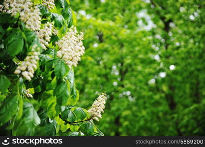 Flowering branches of chestnut tree