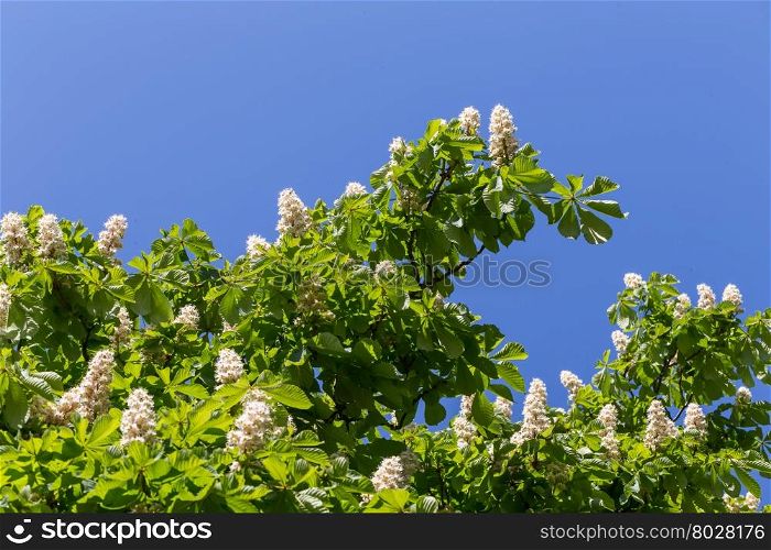 Flowering branches of chestnut tree on blue sky - Castanea sativa