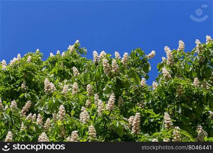 Flowering branches of chestnut tree on blue sky - Castanea sativa