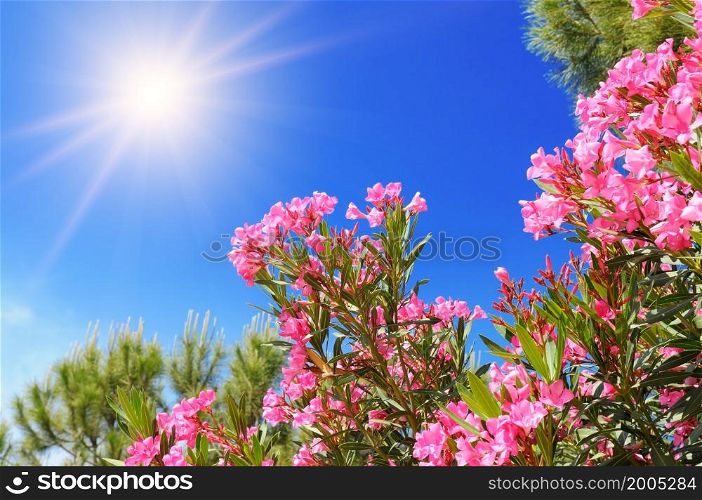 Flowering branches of pink Oleander Nerium tree under the blue sky
