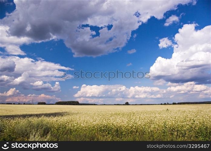 flowering buckwheat field under the blue cloudy sky