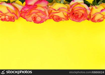 Flowering buds of yellow red roses on a yellow background, empty space