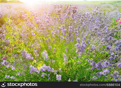 Flowering bush of lavender in morning sun.