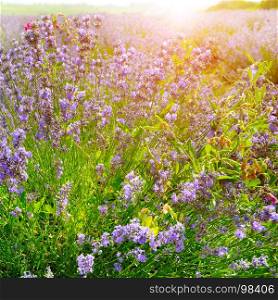 Flowering bush of lavender in the morning sun.