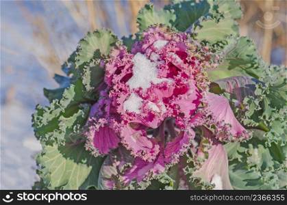 Flowering cabbage crops at field. Ornamental abbages covered with snow. Purple decorative cabbage in garden in winter